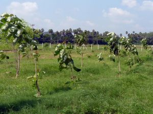 Mango trees